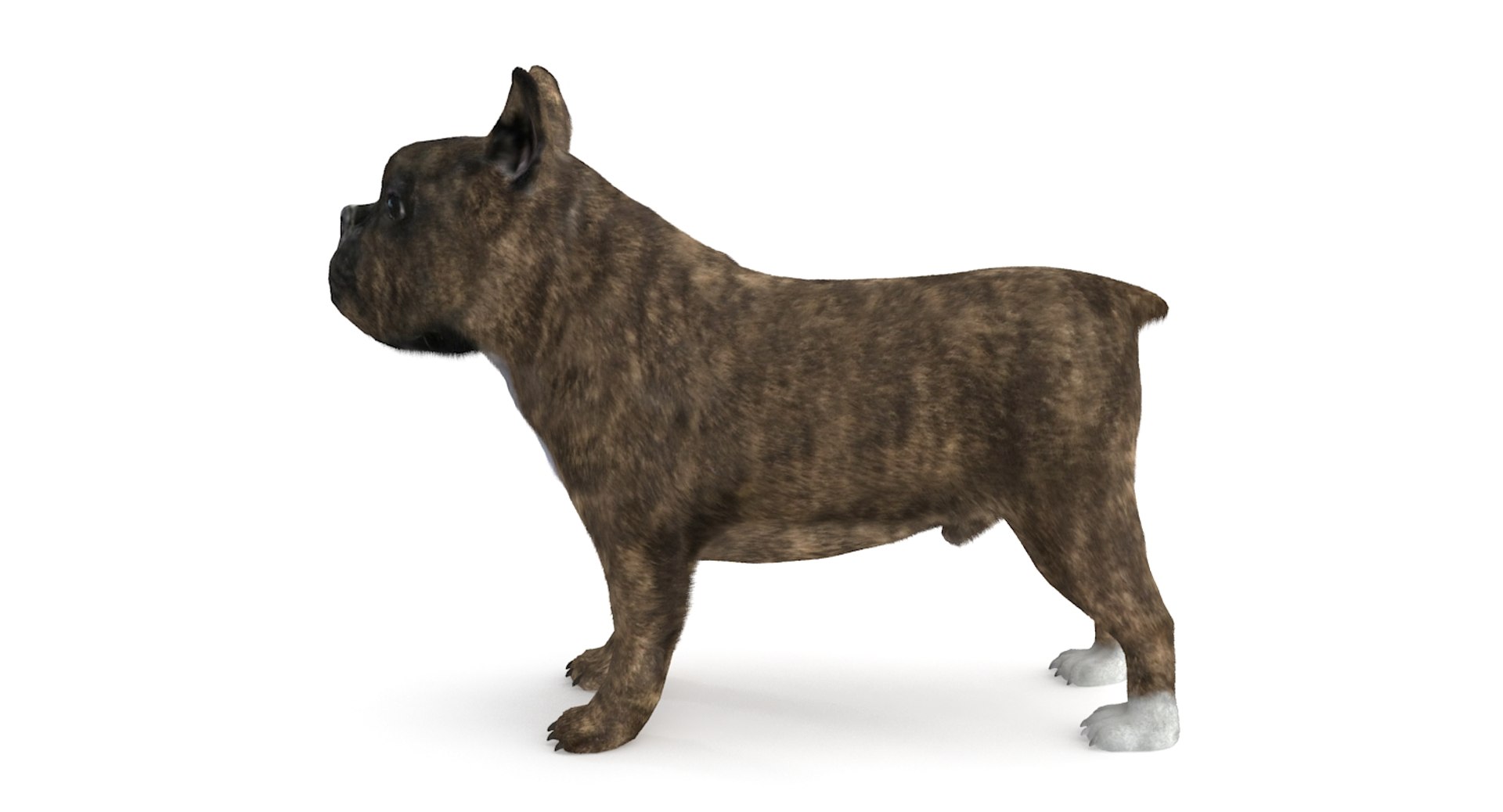 3d fur french bulldog https://p.turbosquid.com/ts-thumb/Eg/8e0C0e/7RinVmcC/frenchbulldog_8/jpg/1489184586/1920x1080/fit_q87/a88a774143a0f85e54078e12e7ad716fef4b33f3/frenchbulldog_8.jpg