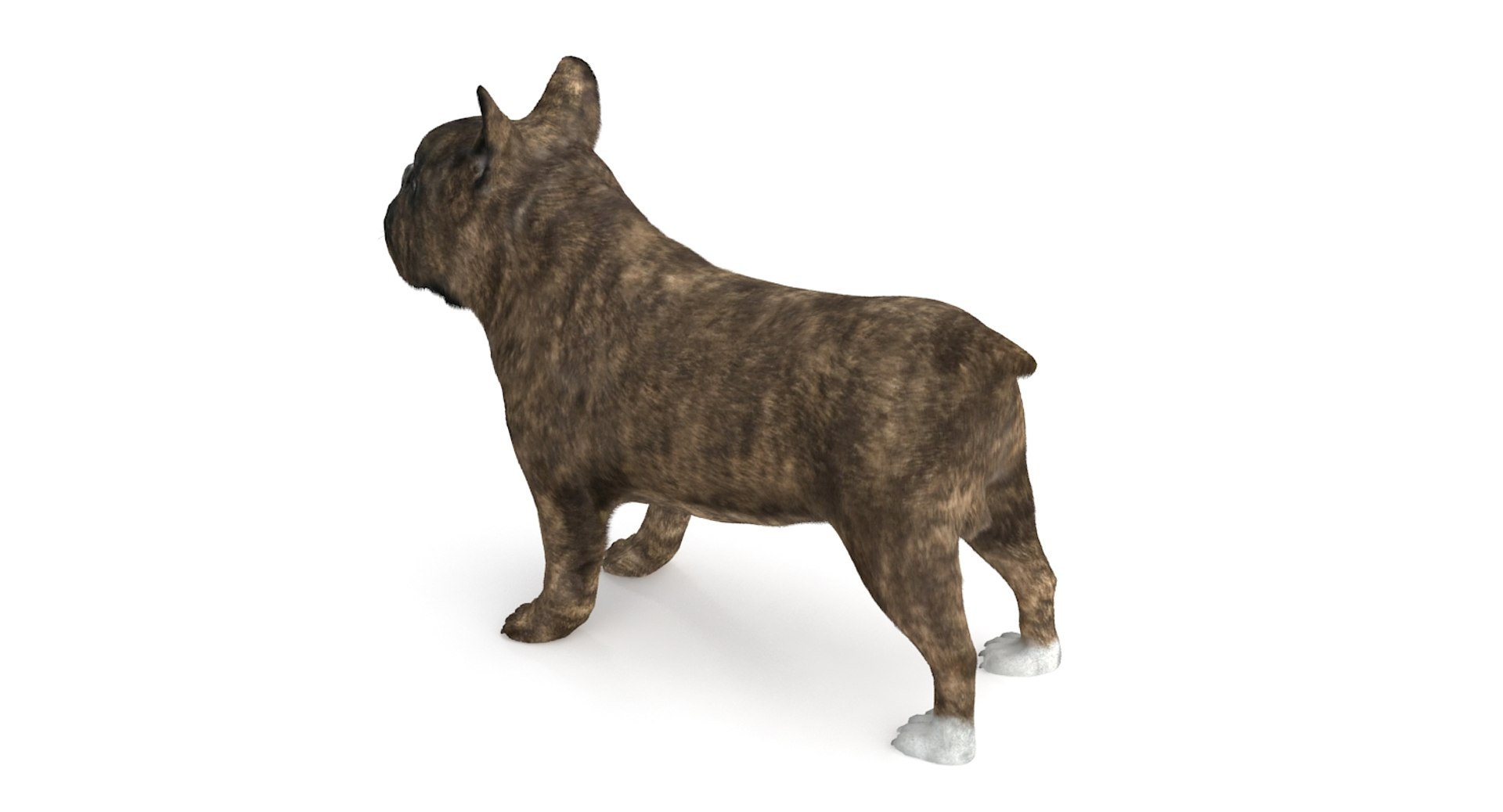 3d fur french bulldog https://p.turbosquid.com/ts-thumb/Eg/8e0C0e/CQA1zGKA/frenchbulldog_6/jpg/1489184586/1920x1080/fit_q87/e7c18b6bfb12969d434e2a315f1a3676bd732738/frenchbulldog_6.jpg