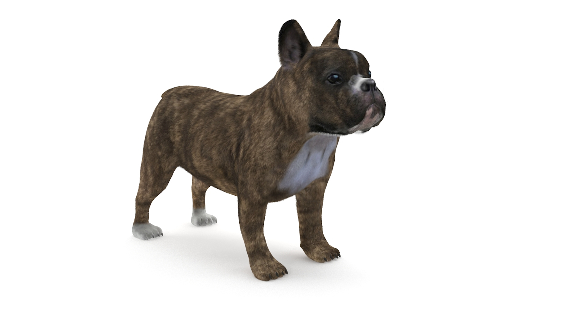 3d fur french bulldog https://p.turbosquid.com/ts-thumb/Eg/8e0C0e/OPouIo1R/frenchbulldog/jpg/1489184462/1920x1080/turn_fit_q99/d32adf7cbc06b94c466d5179b2e21cffe060fa46/frenchbulldog-1.jpg