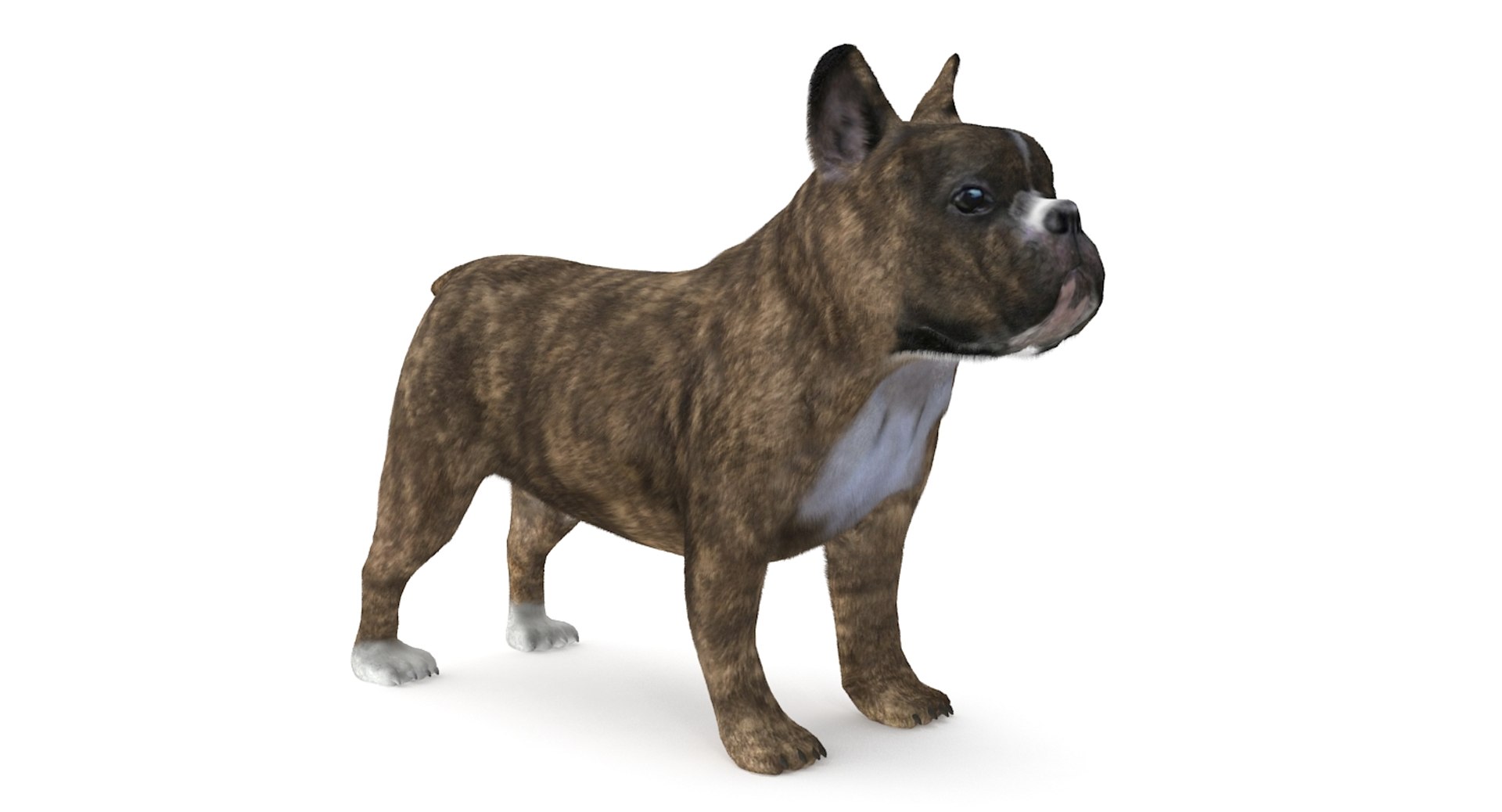 3d fur french bulldog https://p.turbosquid.com/ts-thumb/Eg/8e0C0e/alk1koR6/frenchbulldog_1studio/jpg/1489418151/1920x1080/fit_q87/4dcc584fa7f84c28f9487661e8bef07c09a9883e/frenchbulldog_1studio.jpg