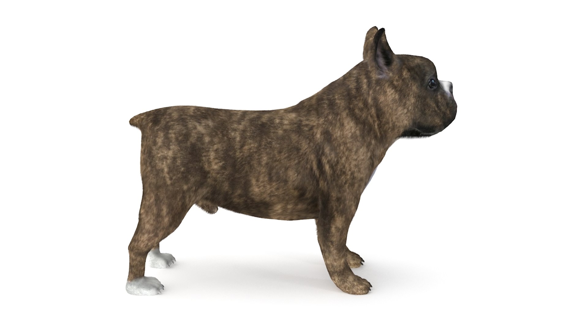 3d fur french bulldog https://p.turbosquid.com/ts-thumb/Eg/8e0C0e/uy7S0Wpm/frenchbulldog_4/jpg/1489184420/1920x1080/fit_q87/5ffa2006fcc57065caee9976462ae50eb0e93b8d/frenchbulldog_4.jpg