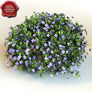 3d model of shrub Rhododendron ‘Purple Gem’