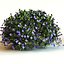 3d model krzewu Rhododendron 'Purple Gem'