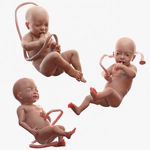 3D rigged embryos modo model