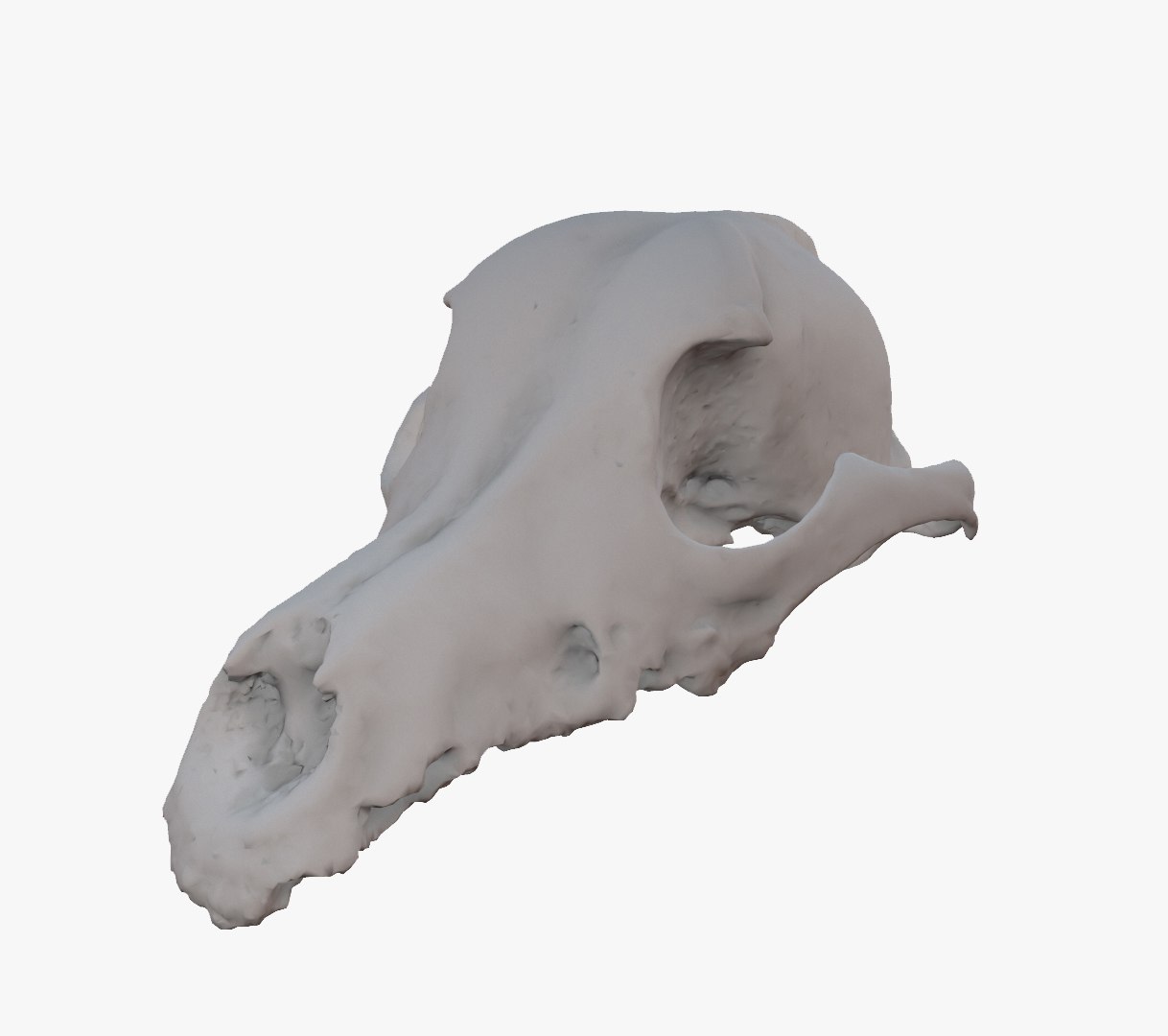 roe dear skull 3d 3ds