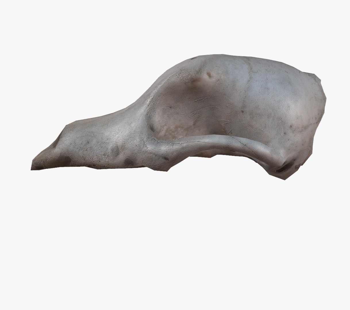roe dear skull 3d 3ds