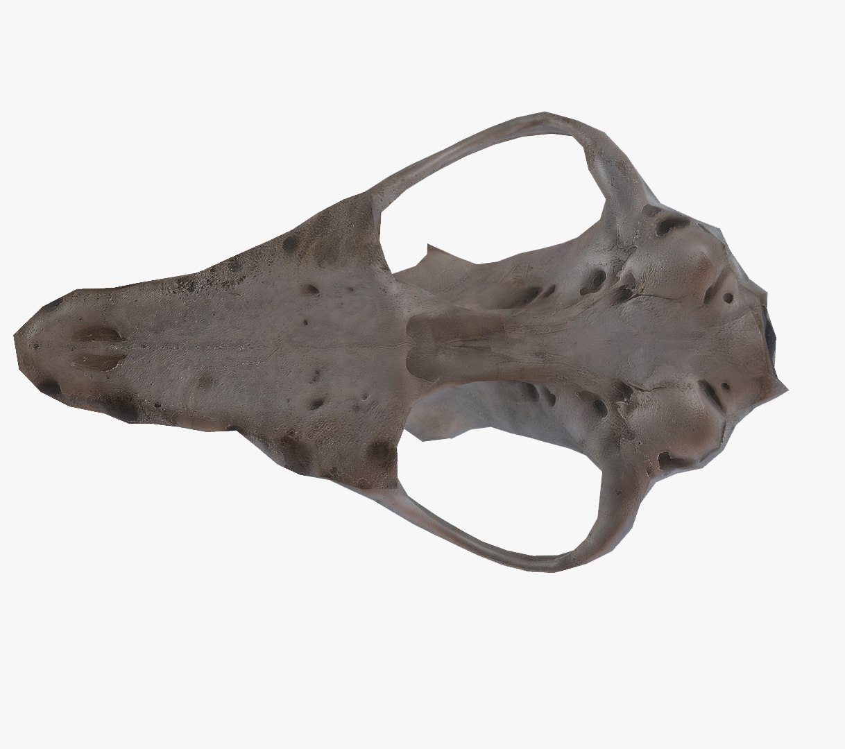 roe dear skull 3d 3ds