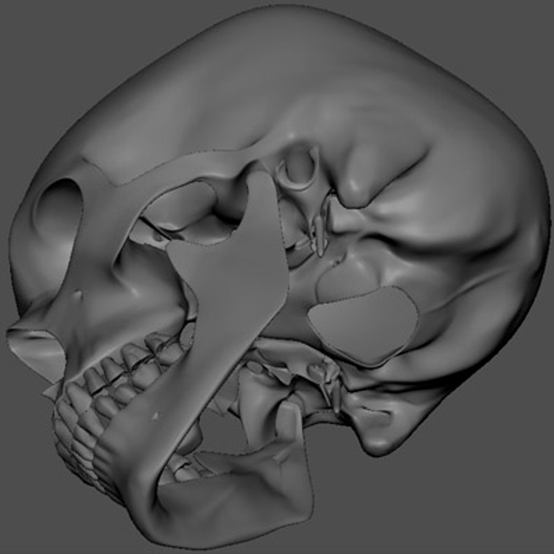 3d Model Human Skull Modeled