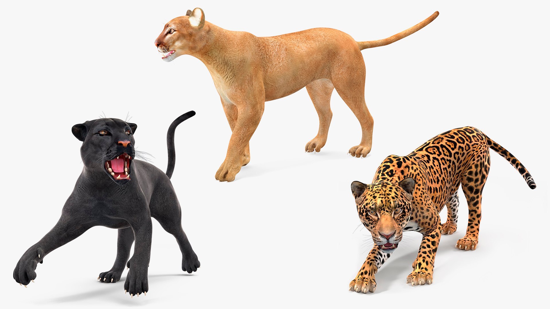 3D model Big Cats Rigged Collection for Cinema 4D https://p.turbosquid.com/ts-thumb/Eg/UmhPyA/iE/rigged_big_cats_collection_for_cinema_4d_001/jpg/1768457733/1920x1080/fit_q87/f04d33dc0caa9fb147d7140957c1d86aa9f1c863/rigged_big_cats_collection_for_cinema_4d_001.jpg