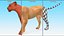3D model Big Cats Rigged Collection for Cinema 4D