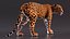 3D model Big Cats Rigged Collection for Cinema 4D