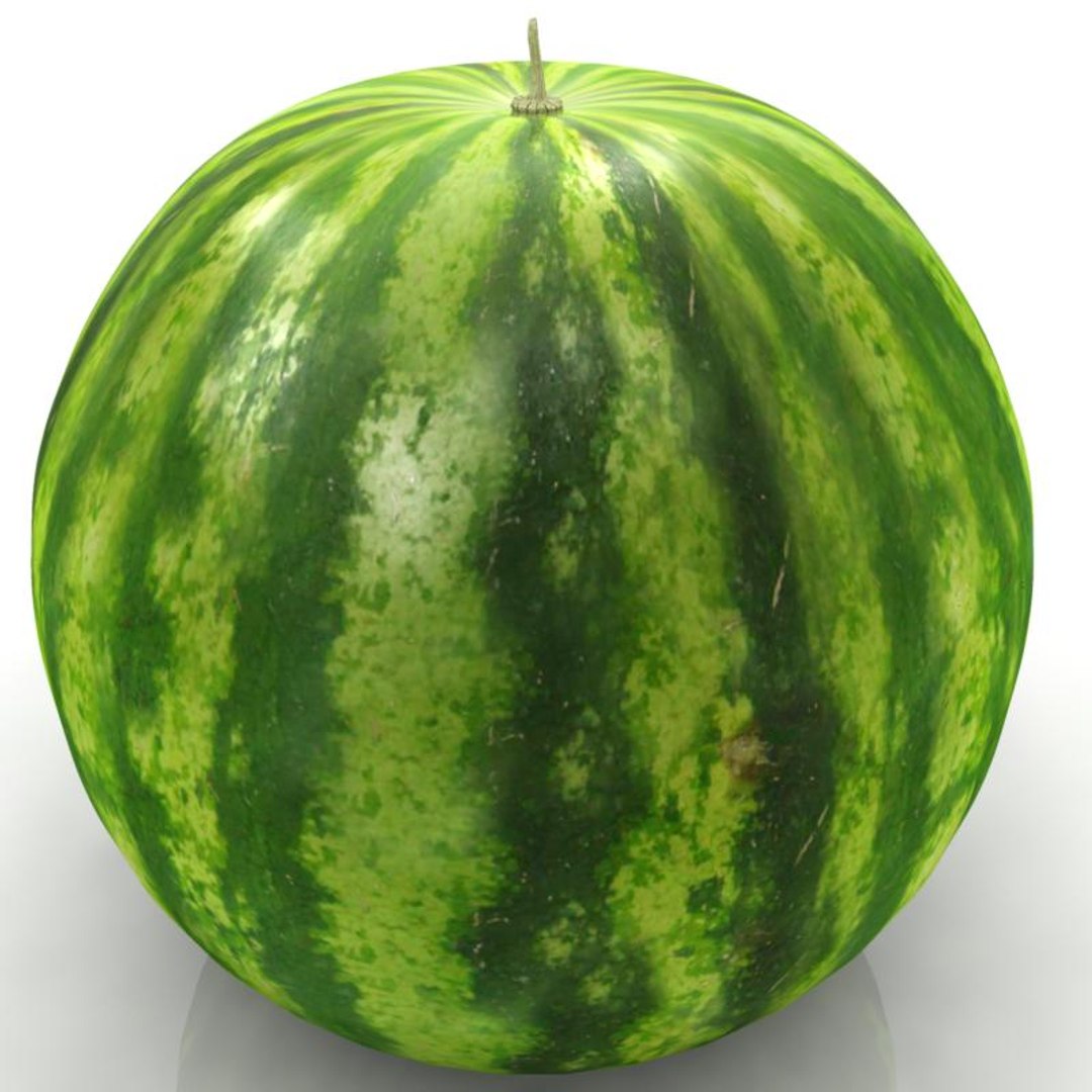Watermelon Water Melon 3d Model
