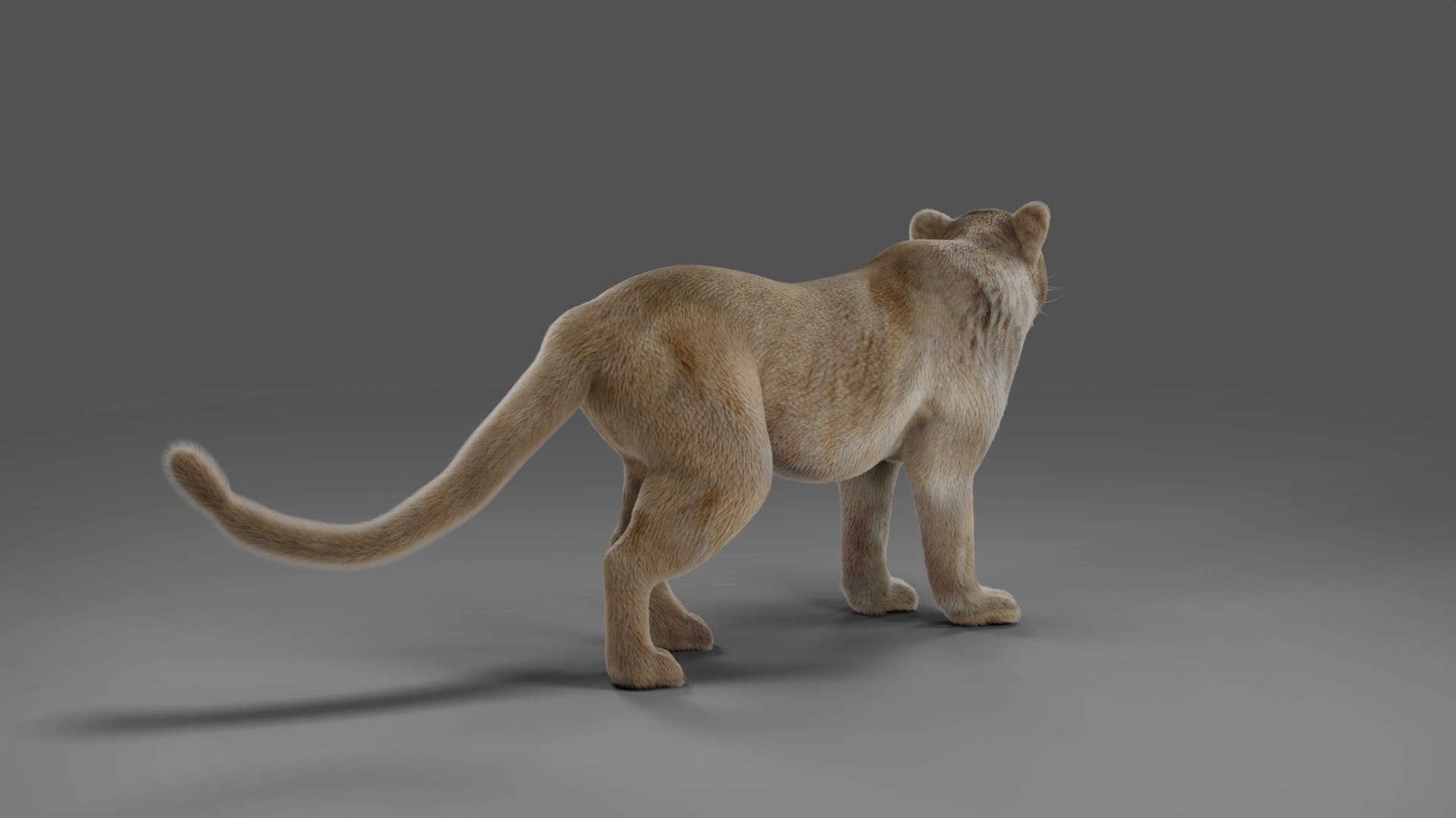 3D Fur Lioness Rigged and Animation in Unity https://p.turbosquid.com/ts-thumb/Eg/XtUoqJ/dD/03/jpg/1677568871/1920x1080/fit_q87/dd46f6c1dfedc6040104bd5704a80bcfa6062a18/03.jpg