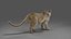 Fur Lioness Rigged and Animation in Unity