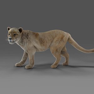3D Fur Lioness Rigged and Animation in Unity