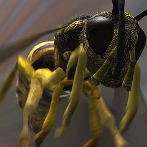 Wasp Rigged (maya)