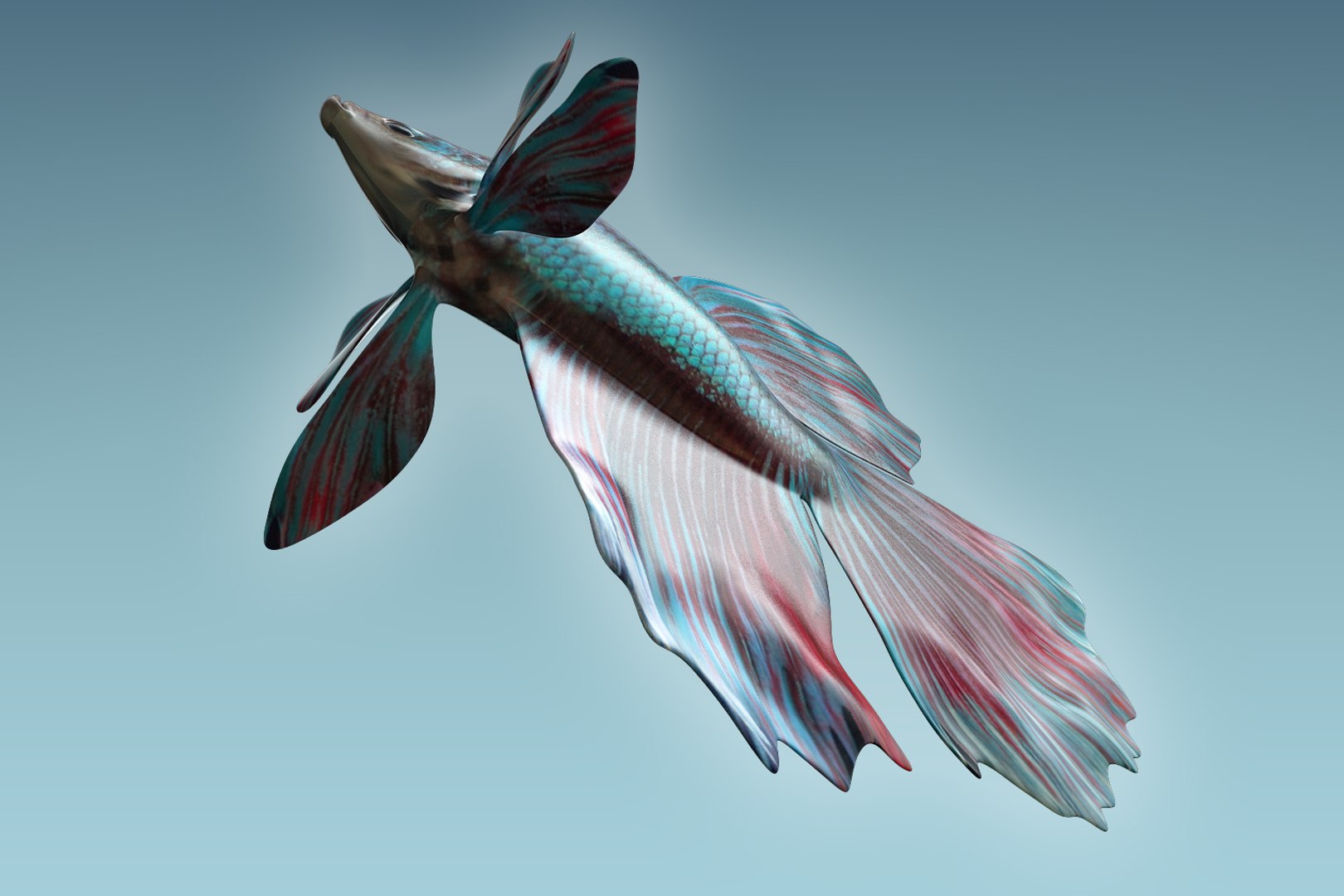 Betta Fish 3D Model - TurboSquid 1205953