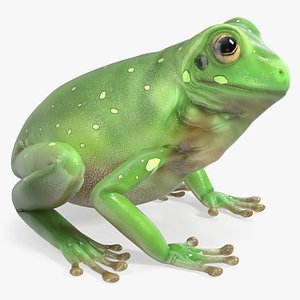 Realistic Green Tree Frog