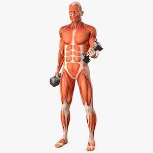 3D model Anatomy Male Muscular System Biceps Curls Animated Rigged for Maya