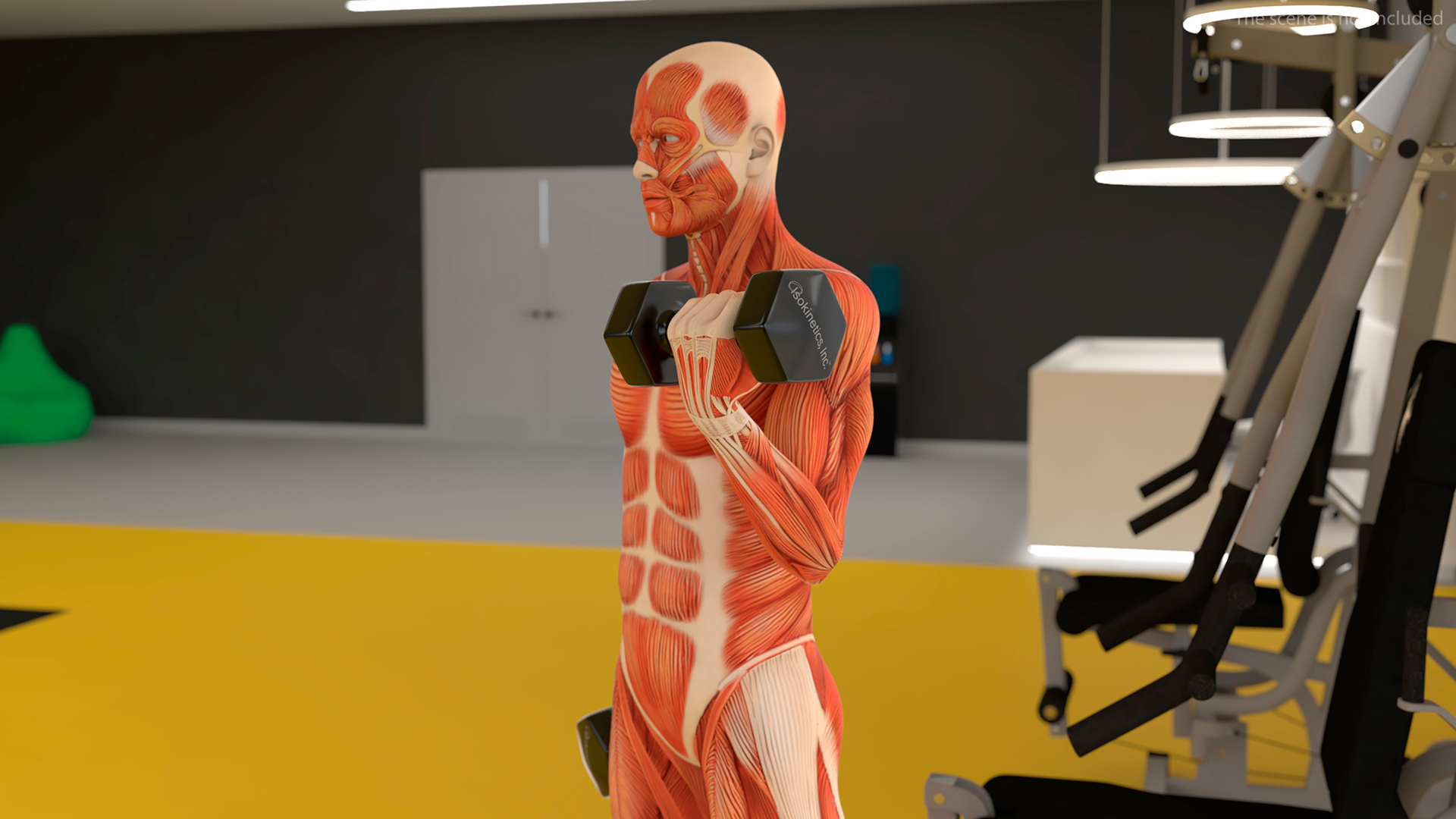 modelo 3d Anatomía del sistema muscular masculino: bíceps, flexiones ...