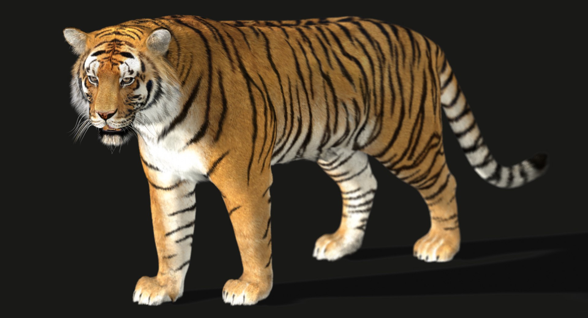 3d Tiger Fur Animation Model
