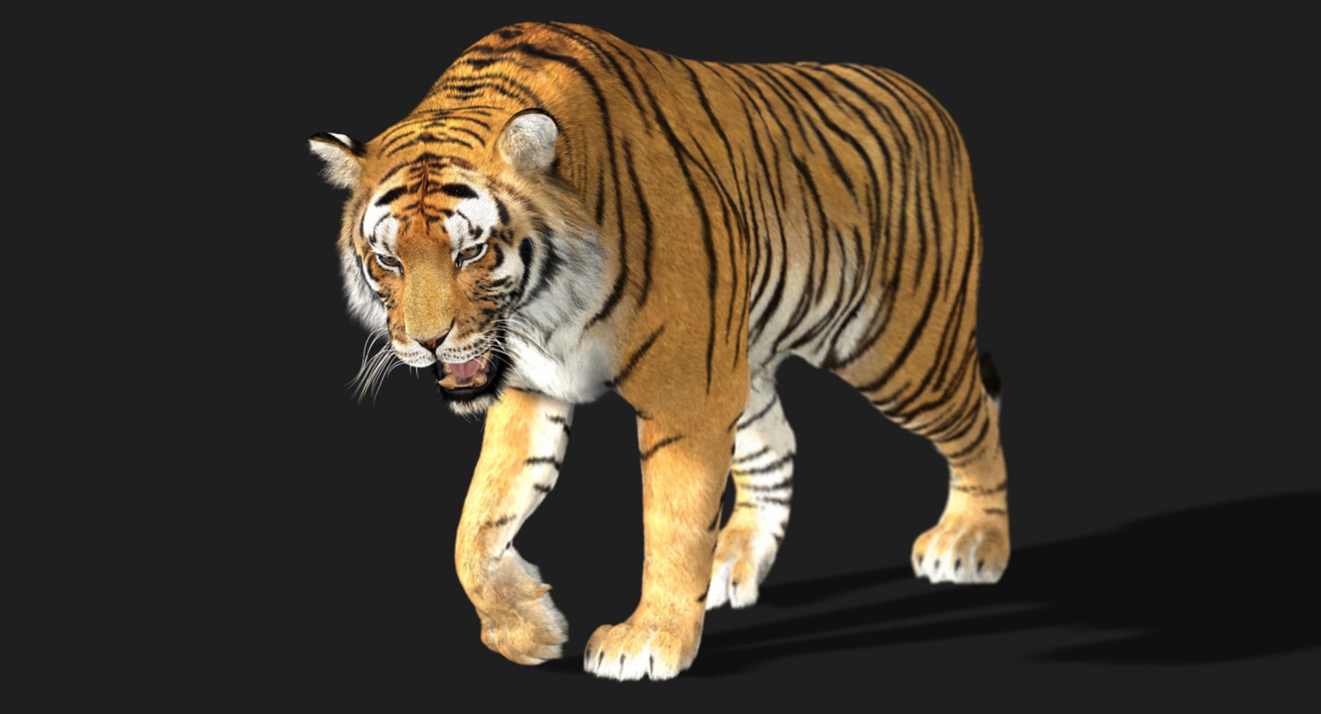 3d Tiger Fur Animation Model