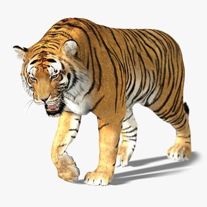 3D bengal tiger model - TurboSquid 1642997