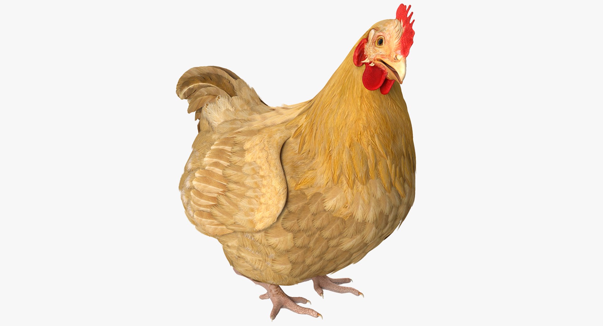Chicken Rigged 3D model preview