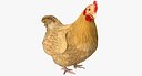 Chicken Rigged