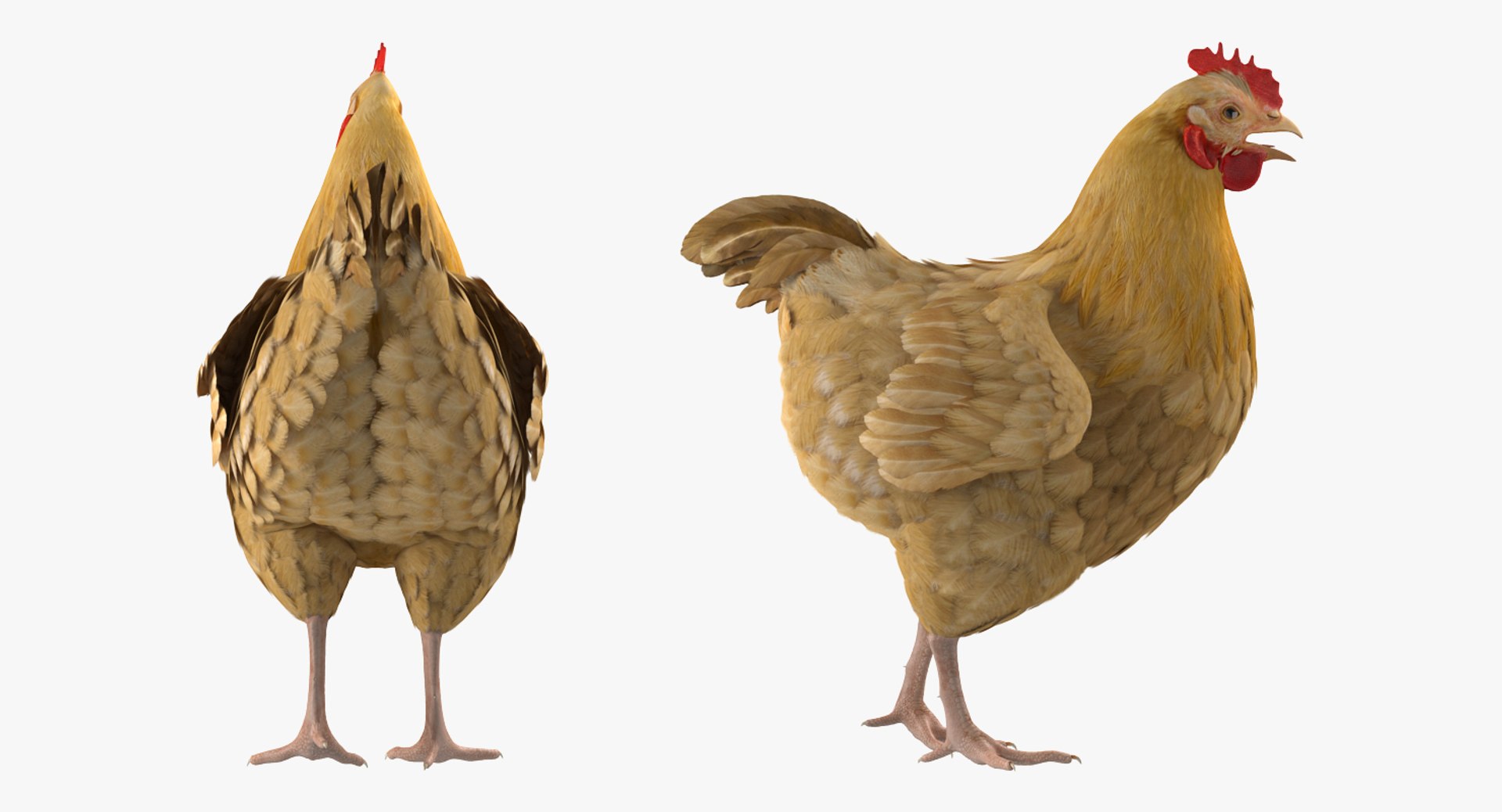 3D Chicken Rigged Model - TurboSquid 1149370