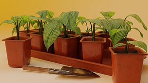 Plants in pots 3D