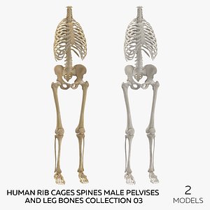 Human Rib Cages Spines Male Pelvises and Leg Bones Collection 03 - 2 models model