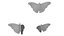 Schmetterling