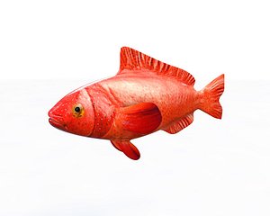 3D grouper fish