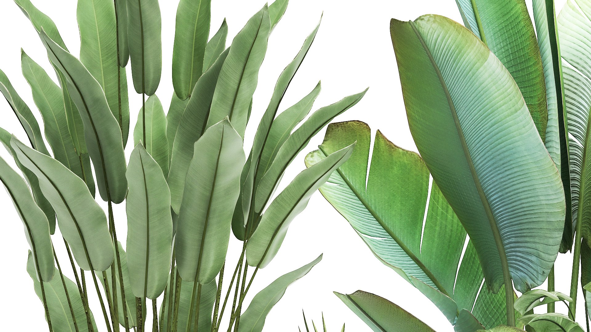 3D PLANTS 18082021 3D MAX model https://p.turbosquid.com/ts-thumb/Eh/j6NR4D/AE/1plants1808202107/jpg/1629377517/1920x1080/fit_q87/68022dc175b155af5627048ca819e854d21e5721/1plants1808202107.jpg