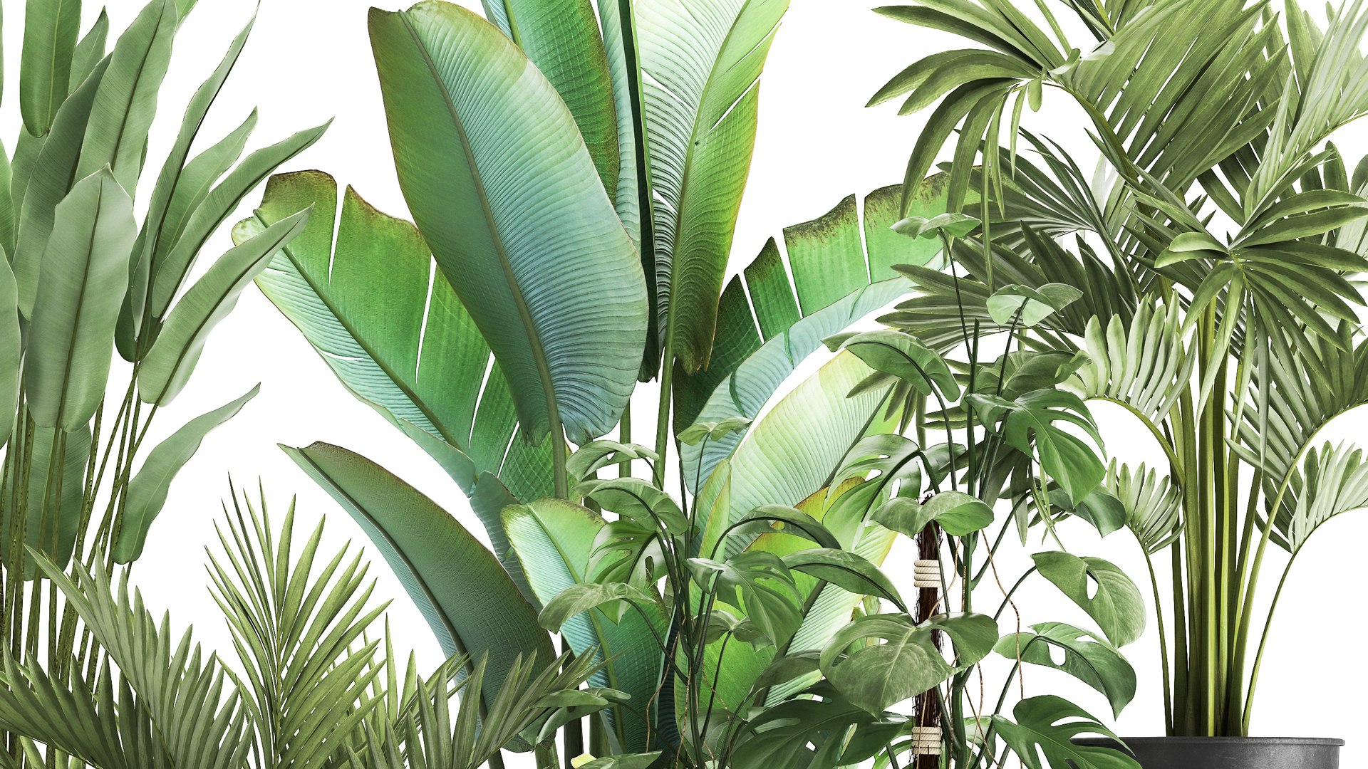 3D PLANTS 18082021 3D MAX model https://p.turbosquid.com/ts-thumb/Eh/j6NR4D/Ry/1plants1808202105/jpg/1629377516/1920x1080/fit_q87/e877046294e04b40f6c5a1630d03e17e0c08fb23/1plants1808202105.jpg