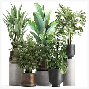 Houseplants in a flowerpot for the interior 1031