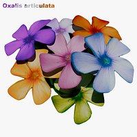 Oxalis articulata - Review