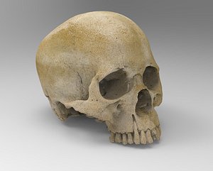 3D body parts model