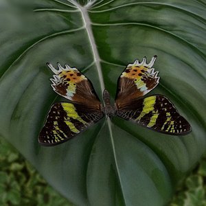 3D madagascan sunset moth