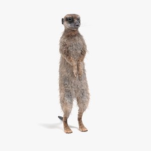 3D meerkat suricata suricatta