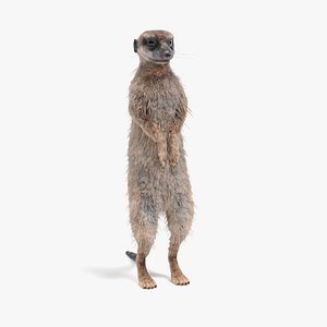 Meerkat