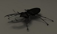 stag beetle