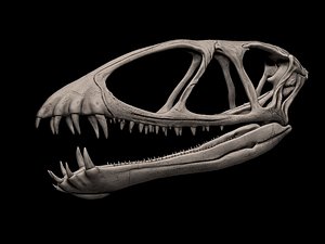 3D model Dimorphodon Skull 3D Print Model