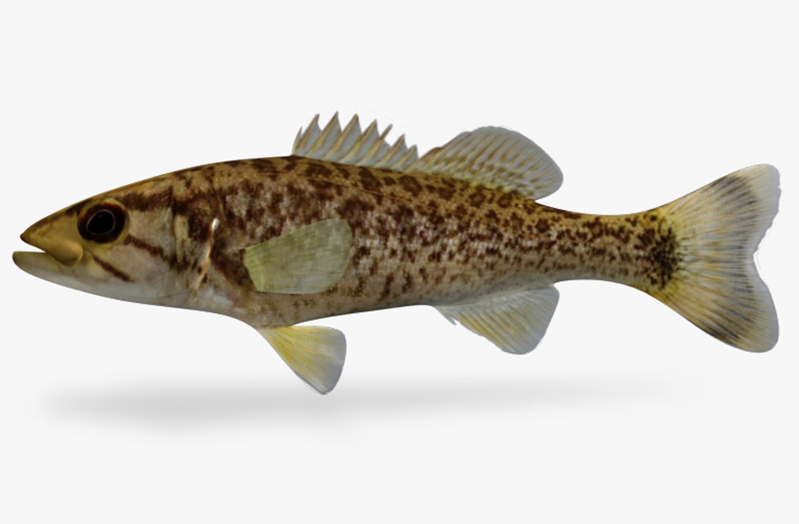 Bass Fish 3d Model