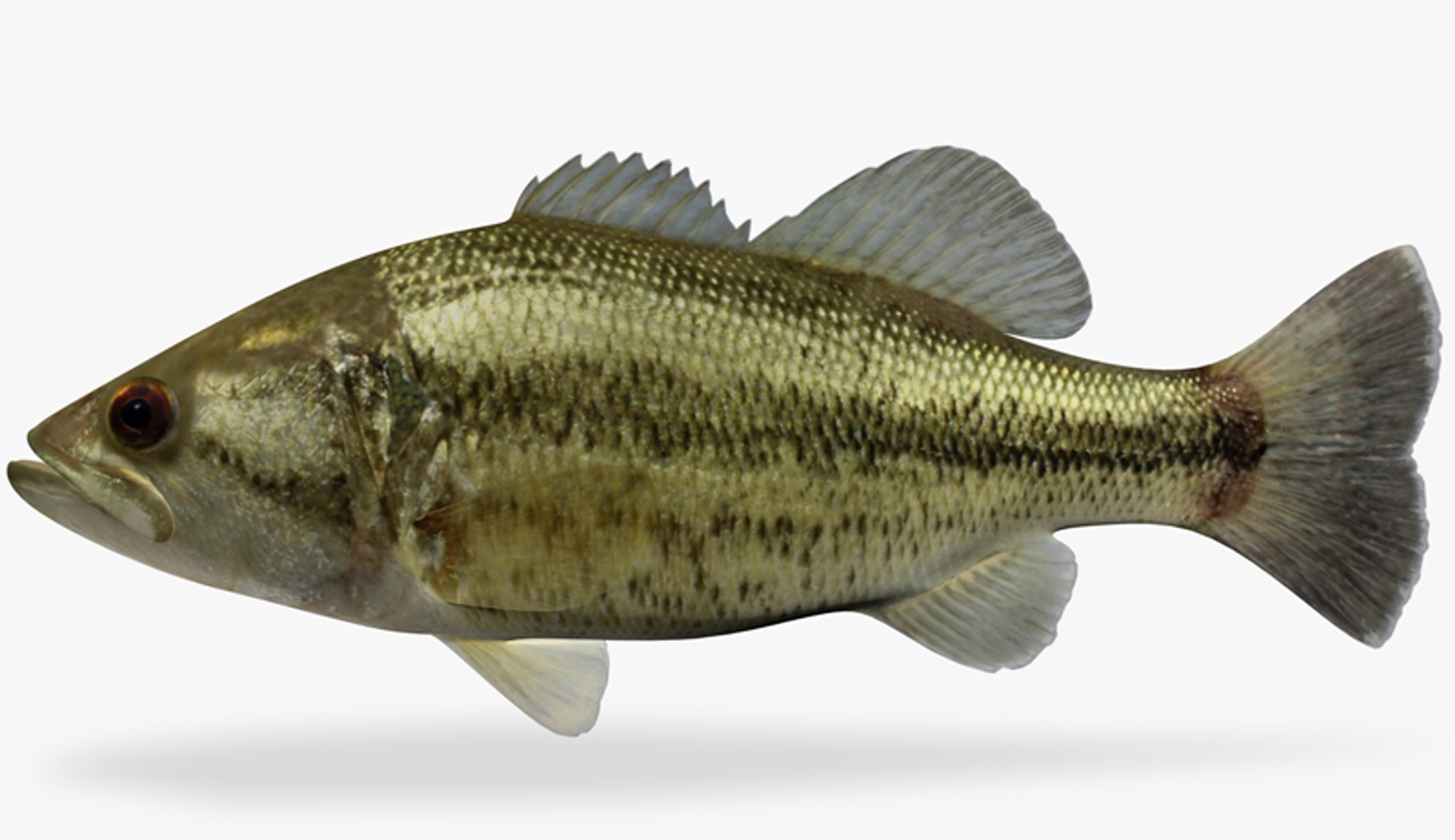 Bass Fish 3d Model