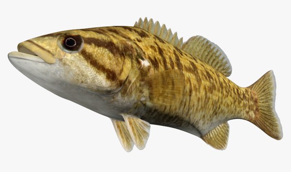 Bass Fish 3d Model