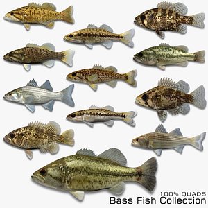 bass fish 3d model