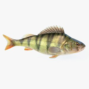 Perch Animated