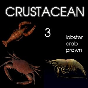 3d model crustacean prawn lobster crab